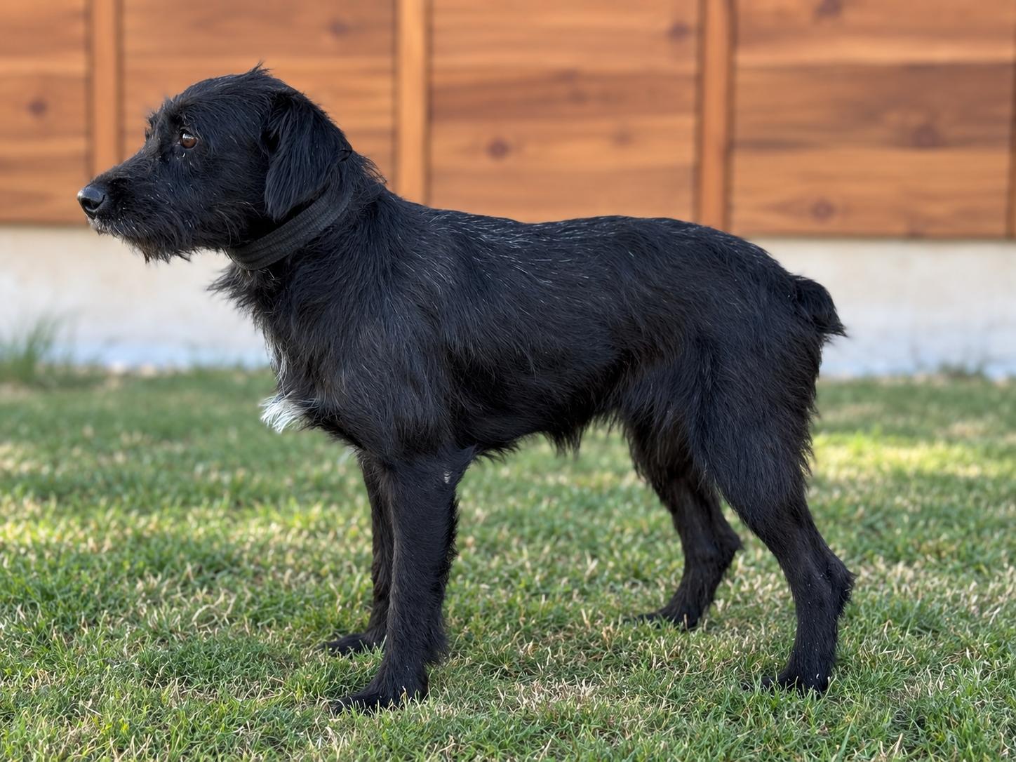 Enlarge Levi, a Adoptable Schnauzer in Helotes, TX image 2/3