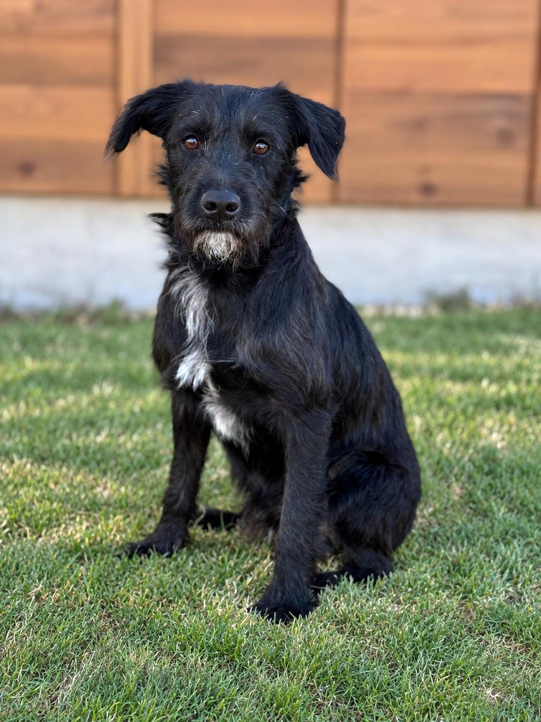 Enlarge Levi, a Adoptable Schnauzer in Helotes, TX image 3/3