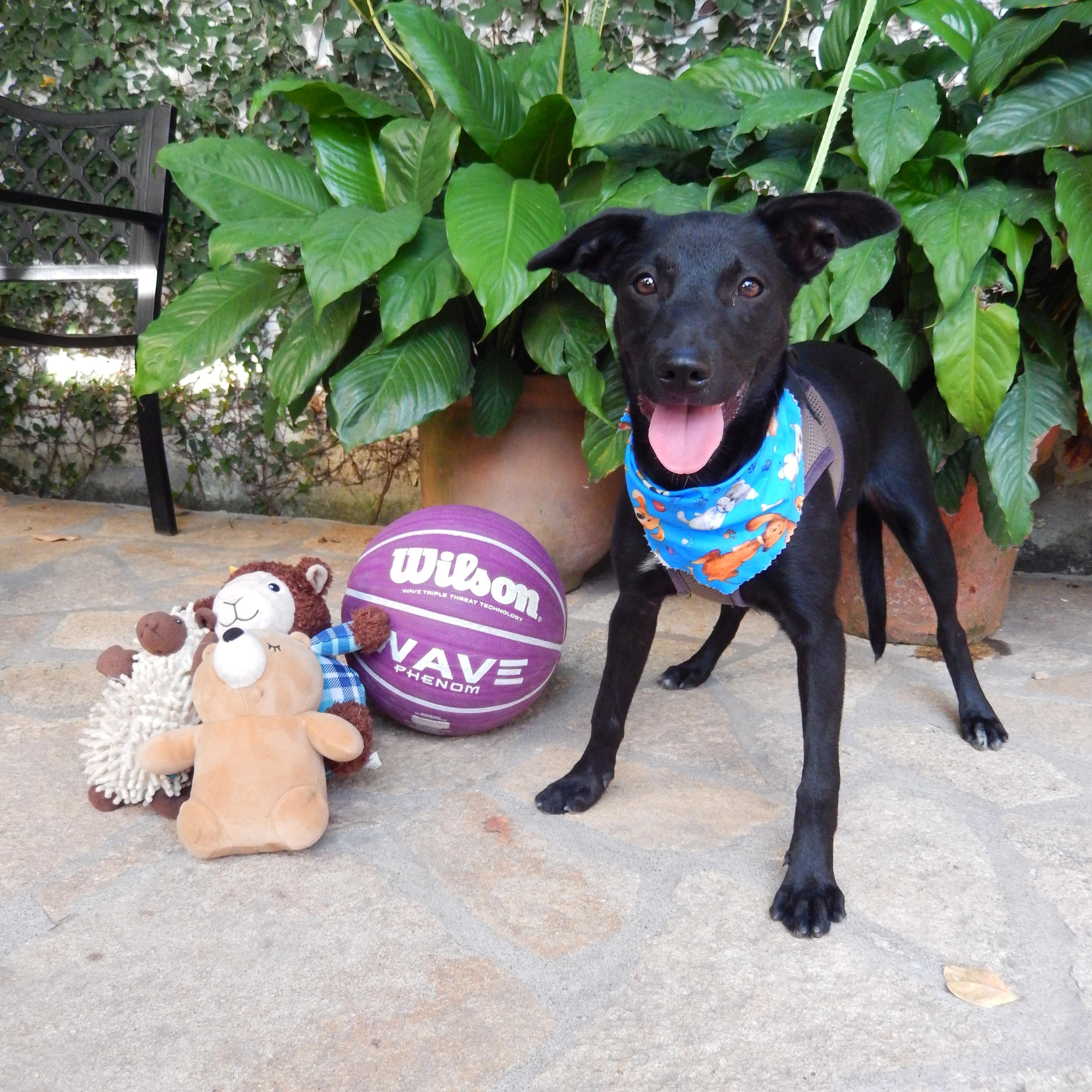 Berna, adopted, Young Female Whippet & Jack Russell Terrier.