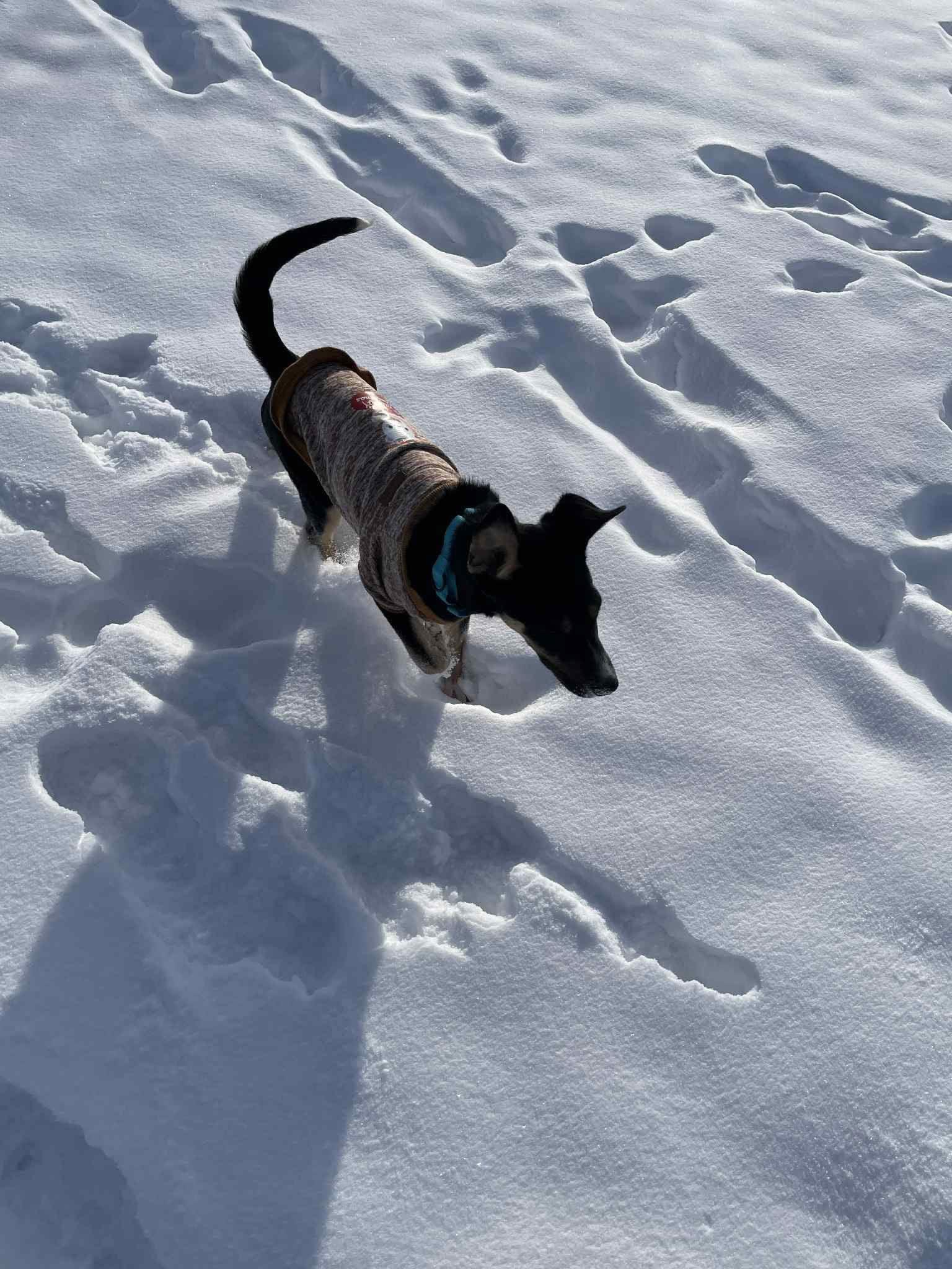 Tipp, Adoptable, Puppy Male Terrier.