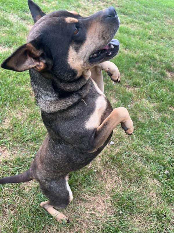 Jojo, Adoptable, Young Female Cattle Dog.