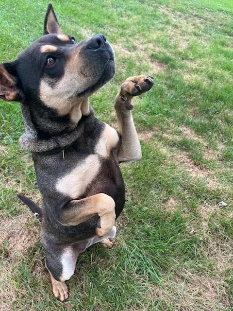 Jojo, a Adoptable mixed breed in Unionville, CT image 2/3