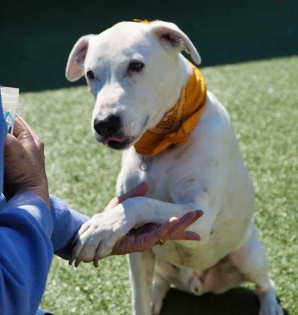 Frosty, Adoptable, Senior Male Labrador Retriever & Dalmatian.