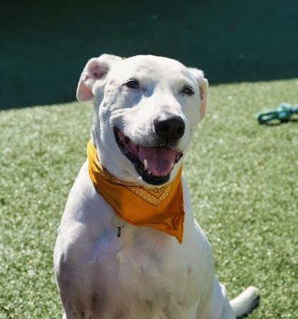 Enlarge Frosty, a Adoptable mixed breed in North Richland Hills, TX image 2/3