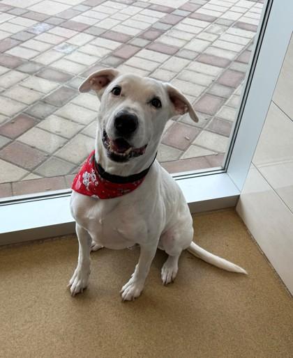 Frosty, Adoptable, Senior Male Labrador Retriever & Dalmatian.