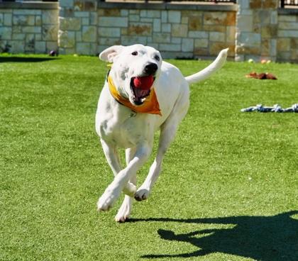 Enlarge Frosty, a Adoptable mixed breed in North Richland Hills, TX image 3/3