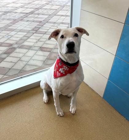 Enlarge Frosty, a Adoptable mixed breed in North Richland Hills, TX image 2/2