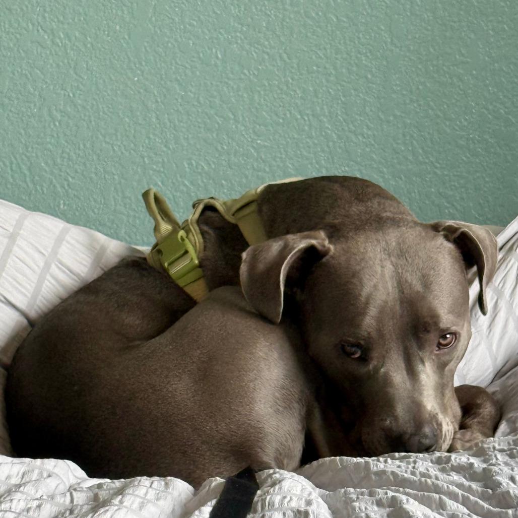 817 (2025) Axel, Adoptable, Adult Male Pit Bull Terrier.