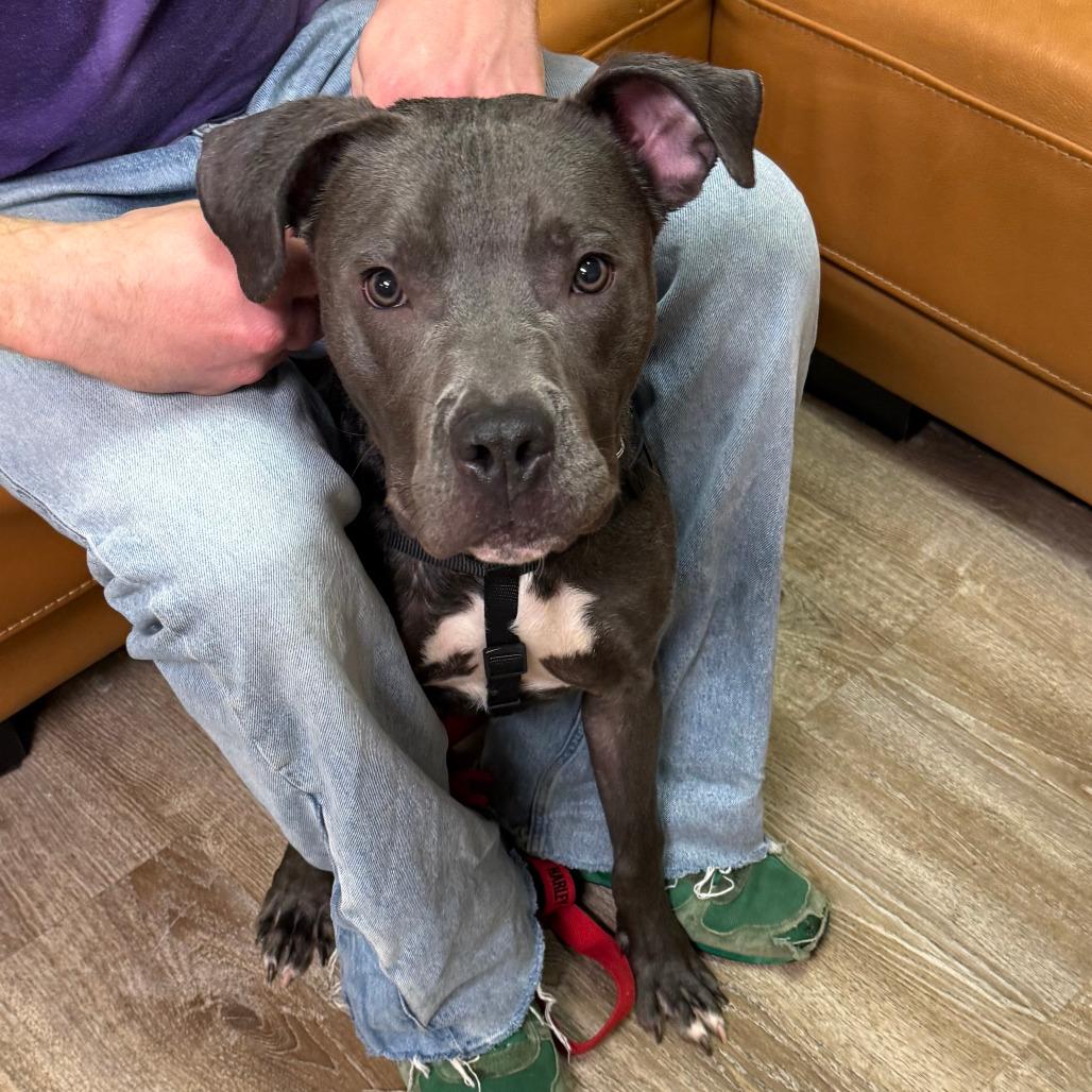 817 (2025) Axel, Adoptable, Adult Male Pit Bull Terrier.