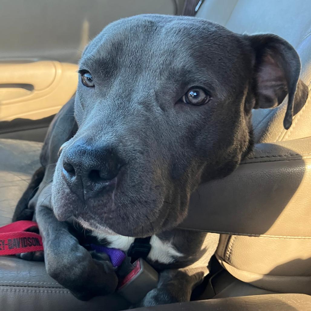 Enlarge 817 (2025) Axel, a Adoptable Pit Bull Terrier in Parker, CO image 2/6