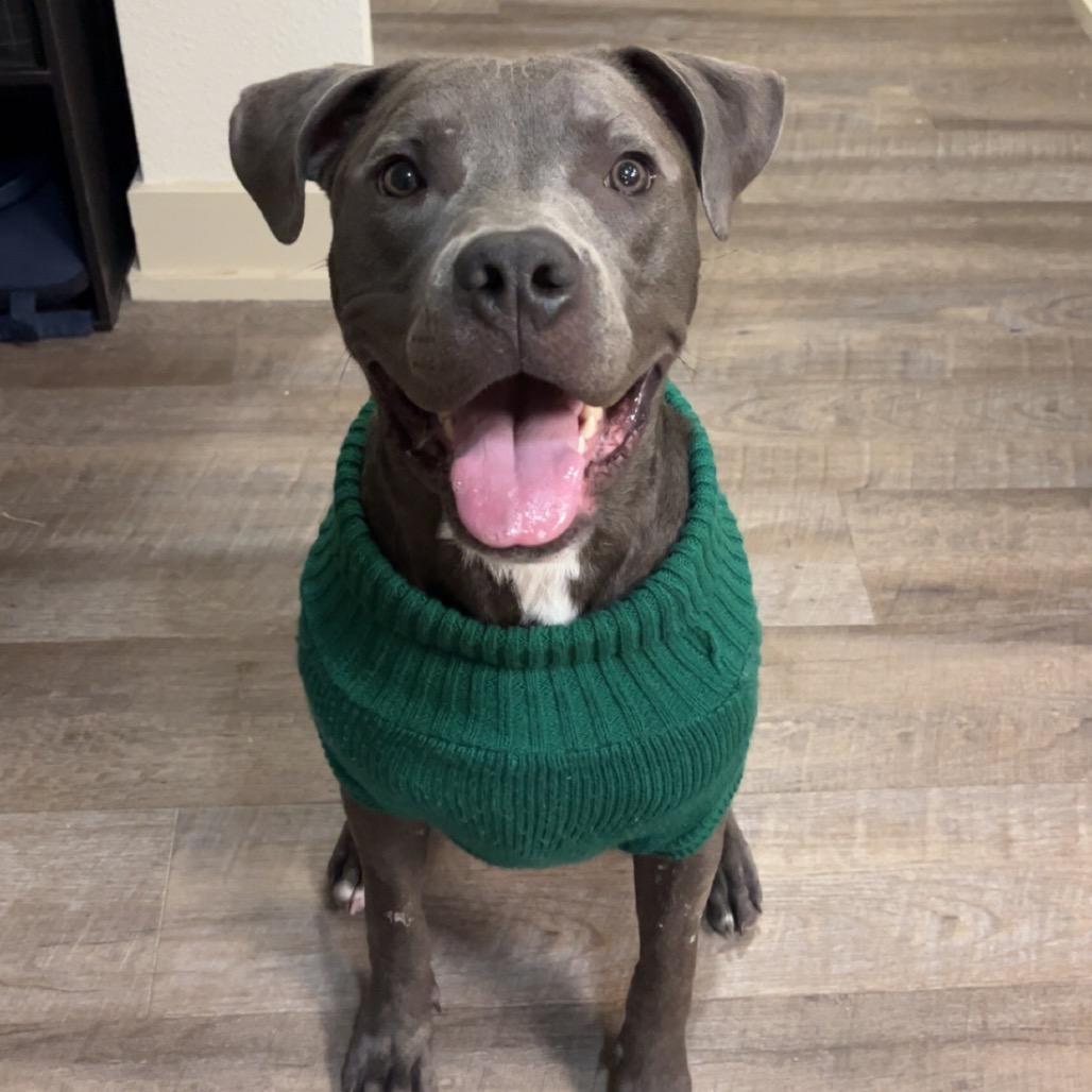 Enlarge 817 (2025) Axel, a Adoptable Pit Bull Terrier in Parker, CO image 3/6