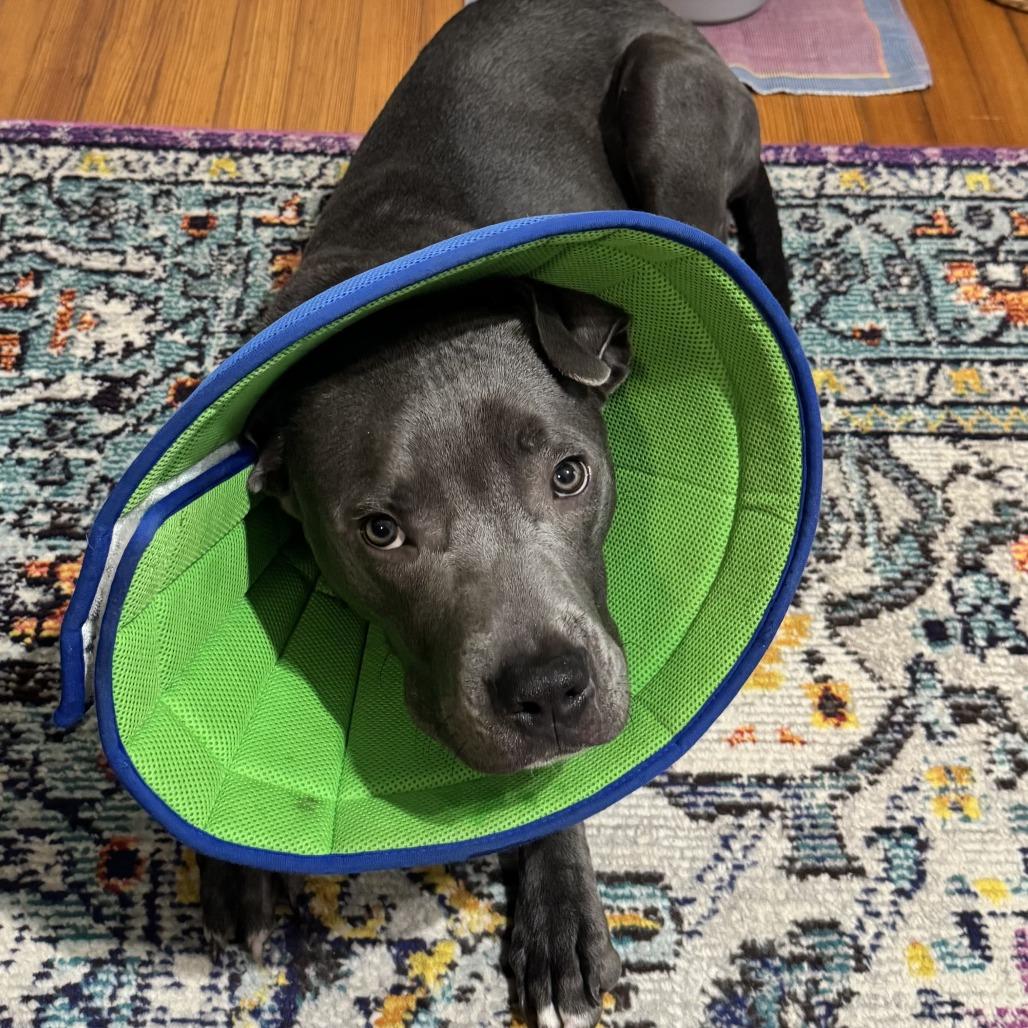 Enlarge 817 (2025) Axel, a Adoptable Pit Bull Terrier in Parker, CO image 3/6