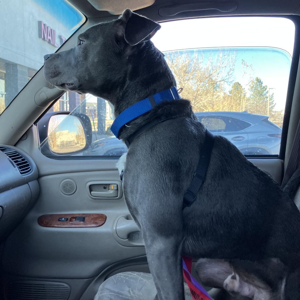Enlarge 817 (2025) Axel, a Adoptable Pit Bull Terrier in Parker, CO image 4/6