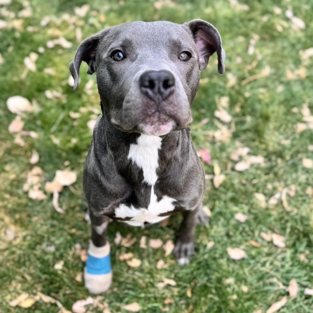 Enlarge 817 (2025) Axel, a Adoptable Pit Bull Terrier in Parker, CO image 5/6