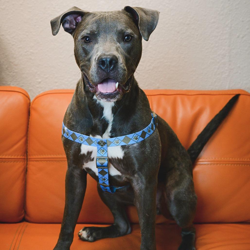 Enlarge 817 (2025) Axel, a Adoptable Pit Bull Terrier in Parker, CO image 6/6