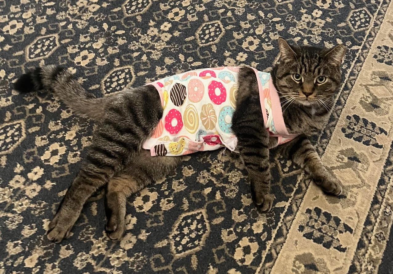 T.C. aka Top Cat (FCID 5/28/25-32 BPS) SN "Onsie", Adopted, Adult Male Tabby.