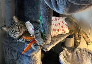 T.C. aka Top Cat (FCID 5/28/25-32 BPS) SN "Onsie", a Adopted Tabby in Greenville, DE image 2/3
