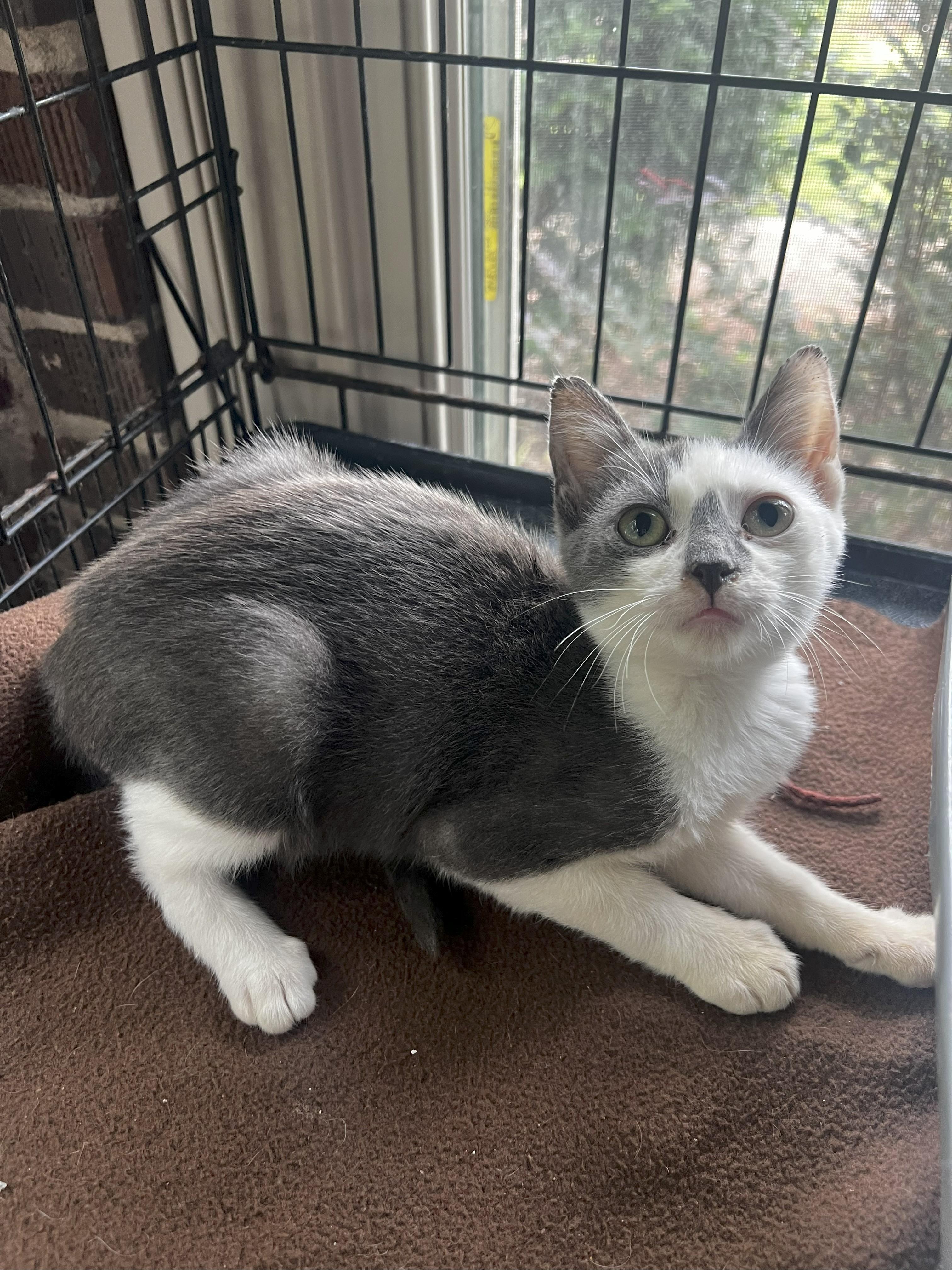 Mac, adoptable, Kitten Male Domestic Short Hair.