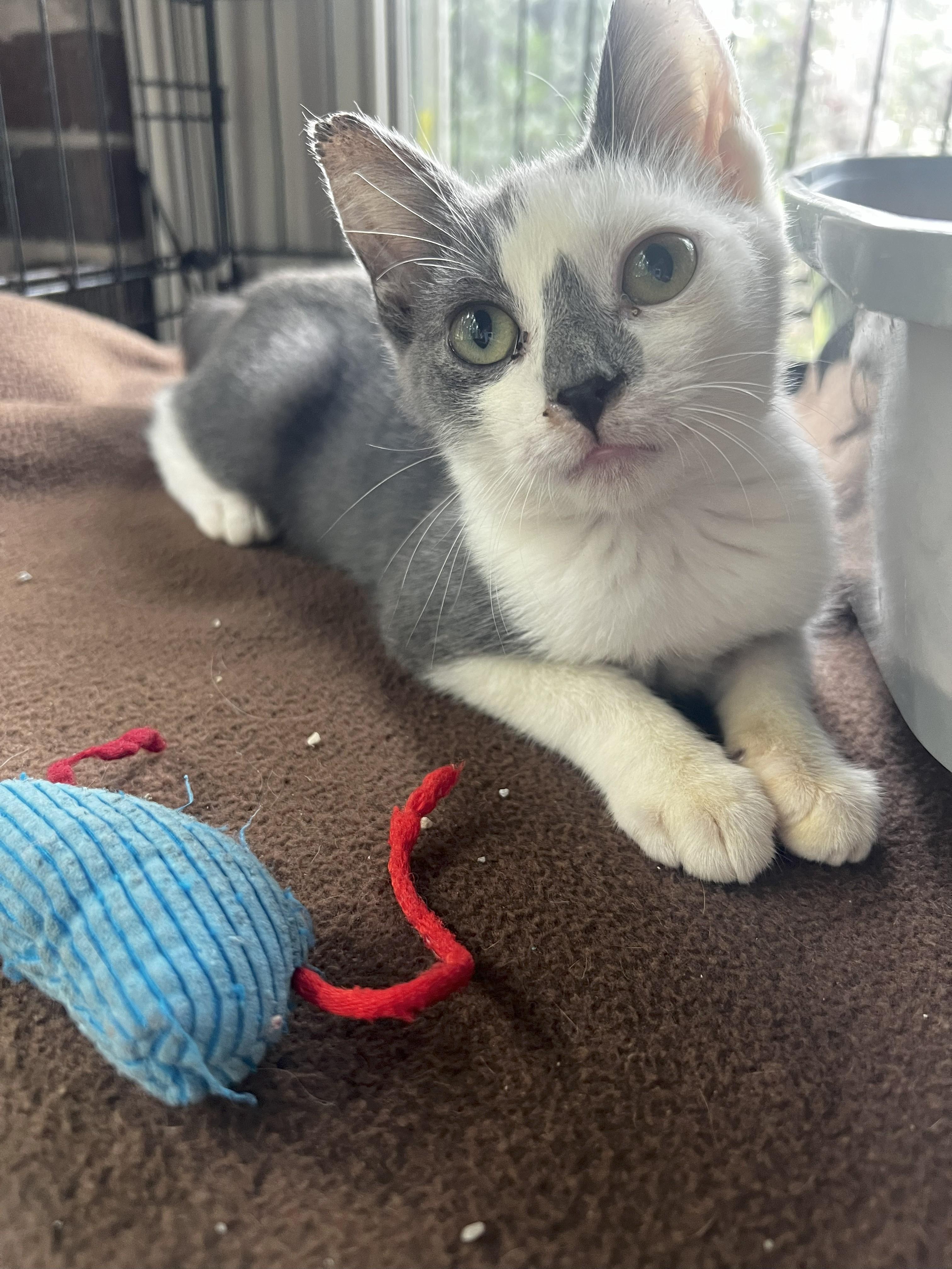 Mac, an adoptable Domestic Short Hair in Malden, MA image 2/3