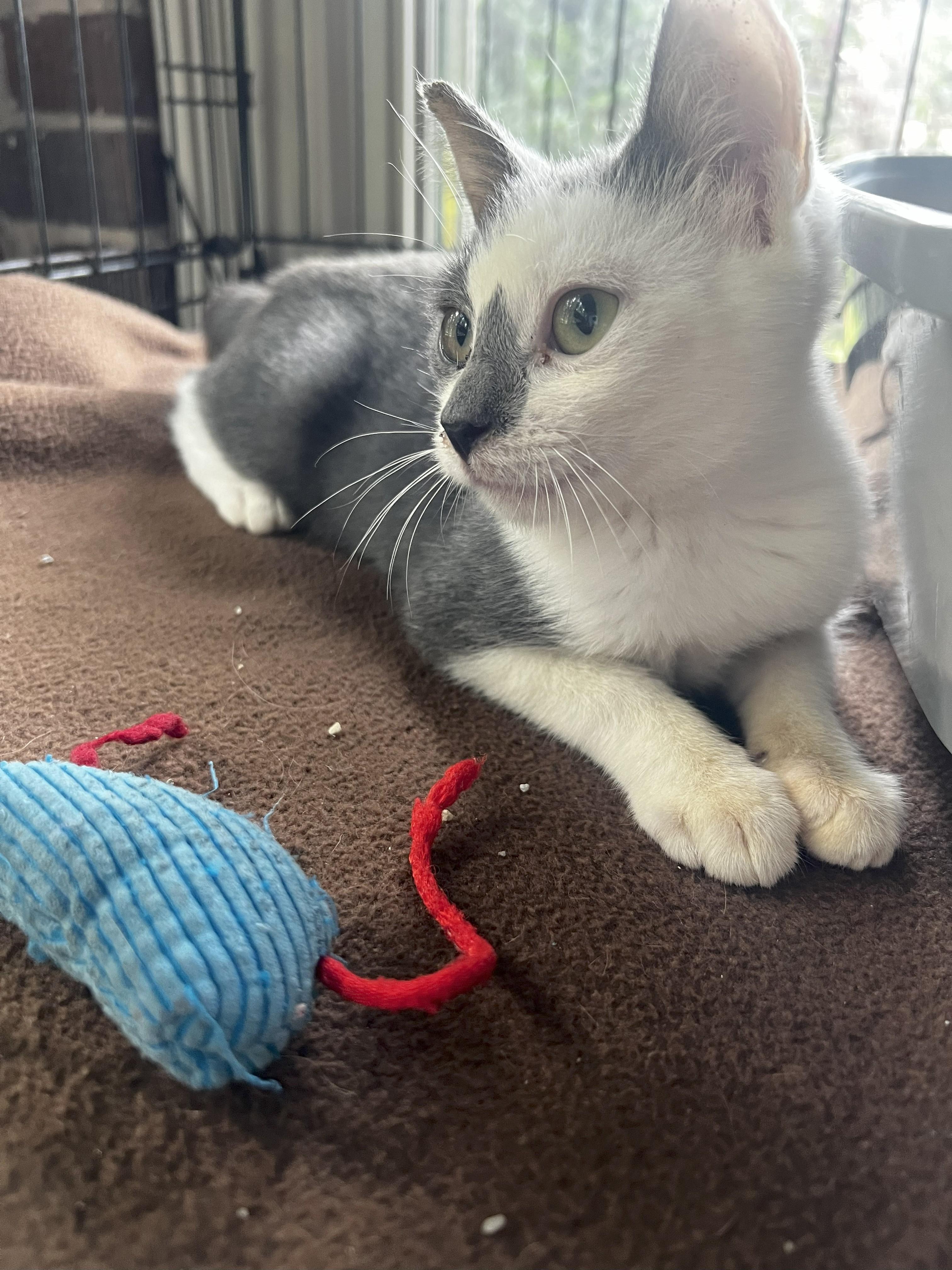 Mac, an adoptable Domestic Short Hair in Malden, MA image 3/3