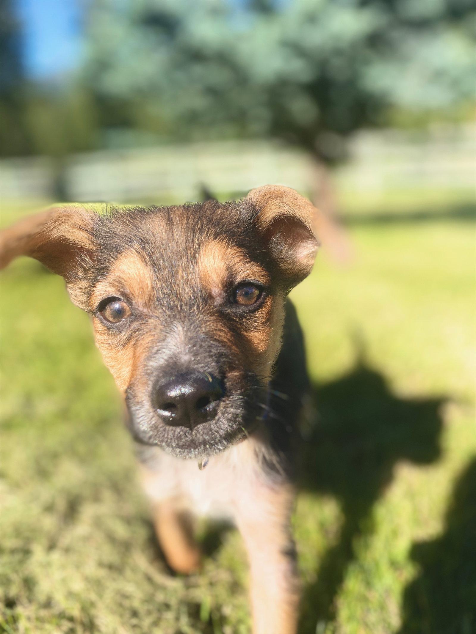 Little Dude, Adoptable, Puppy Male Shepherd.