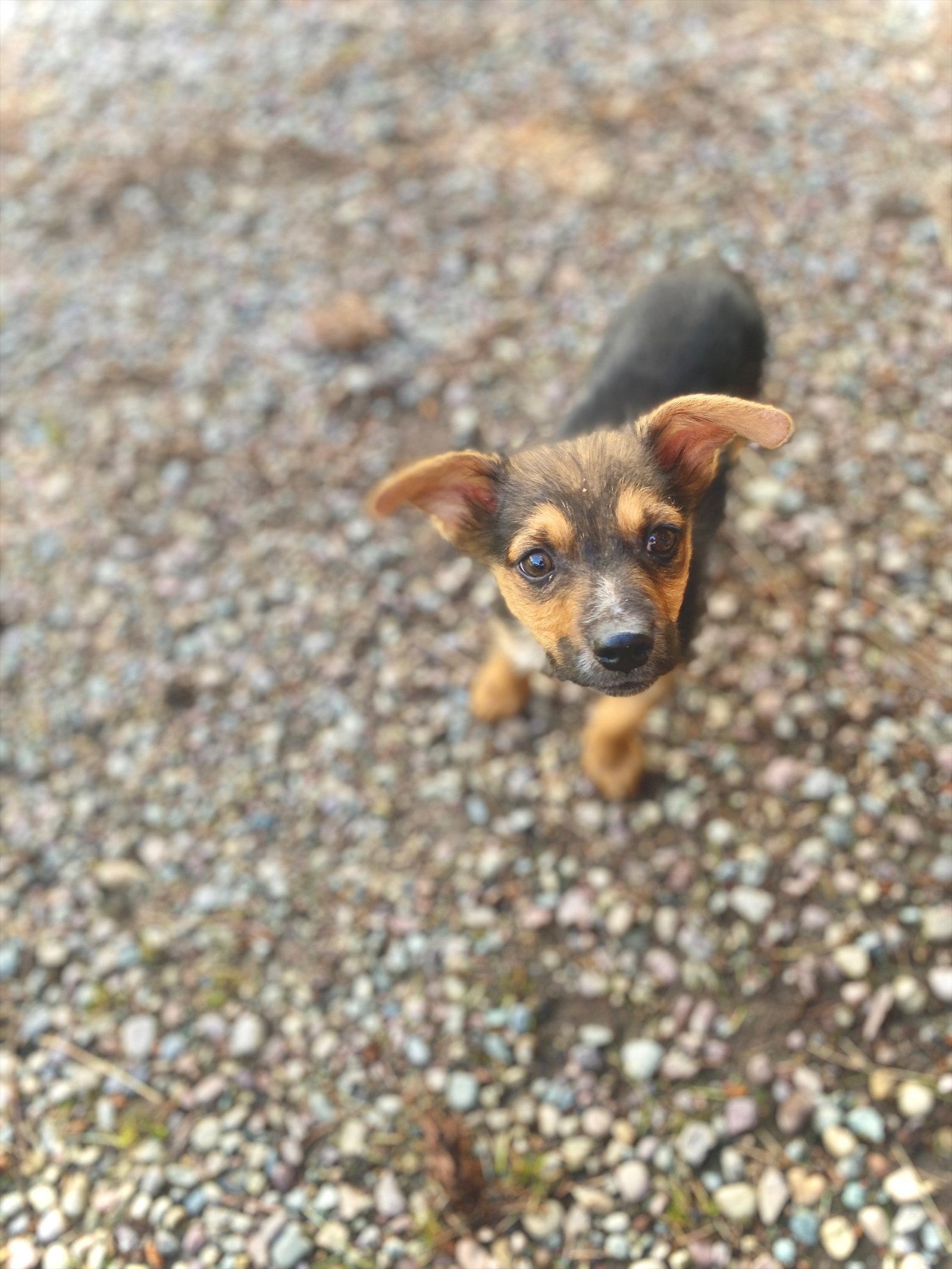 Little Dude, a Adoptable Shepherd in Polson, MT image 2/3