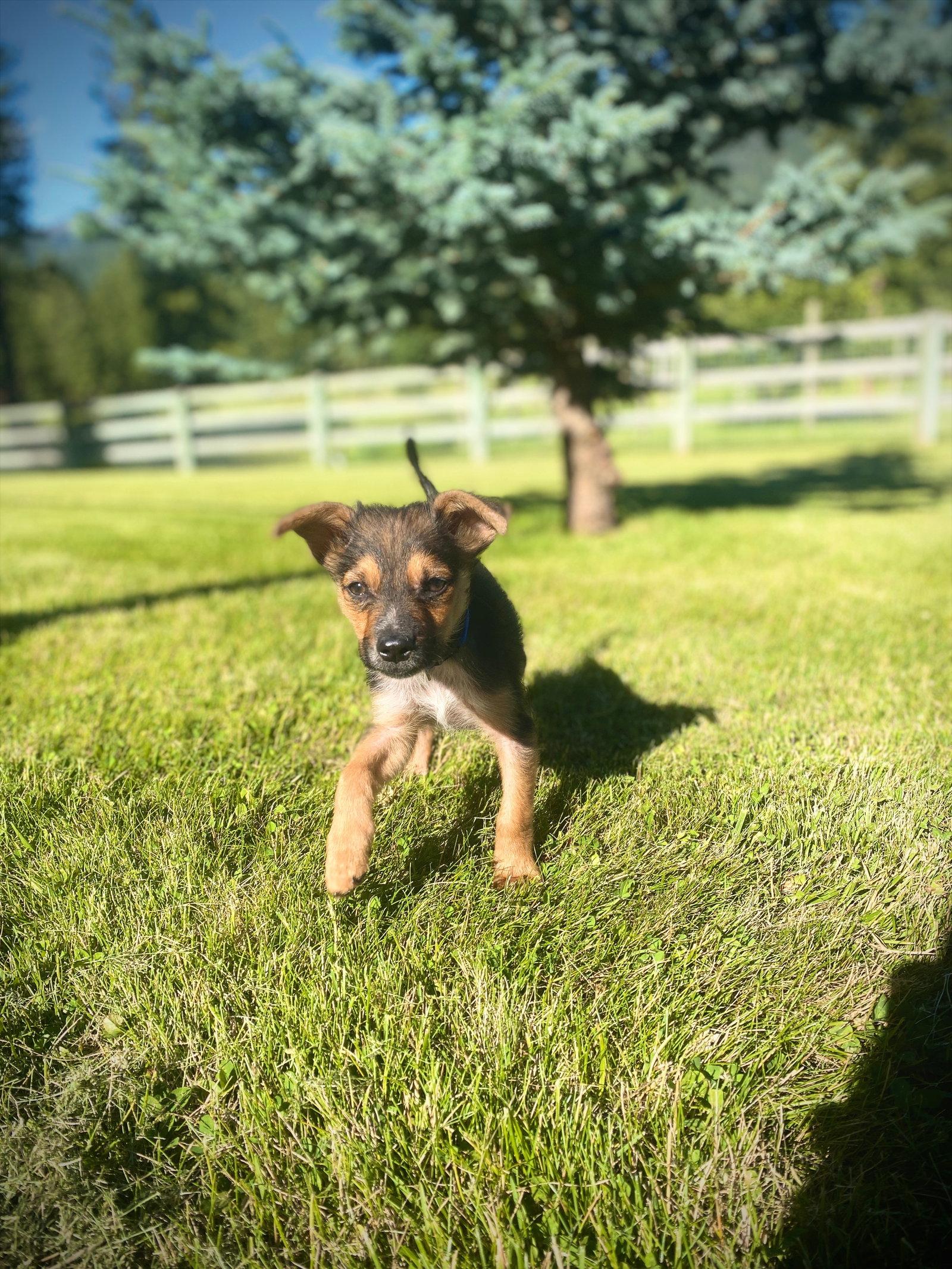 Little Dude, a Adoptable Shepherd in Polson, MT image 3/3