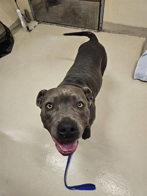 Enlarge ABBY, a Adoptable Pit Bull Terrier in Fremont, CA image 1/1