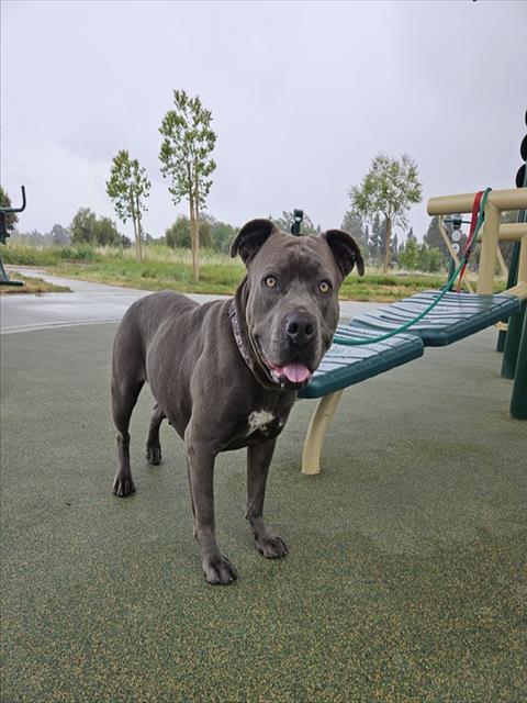 Enlarge ABBY, a Adoptable Pit Bull Terrier in Fremont, CA image 1/1