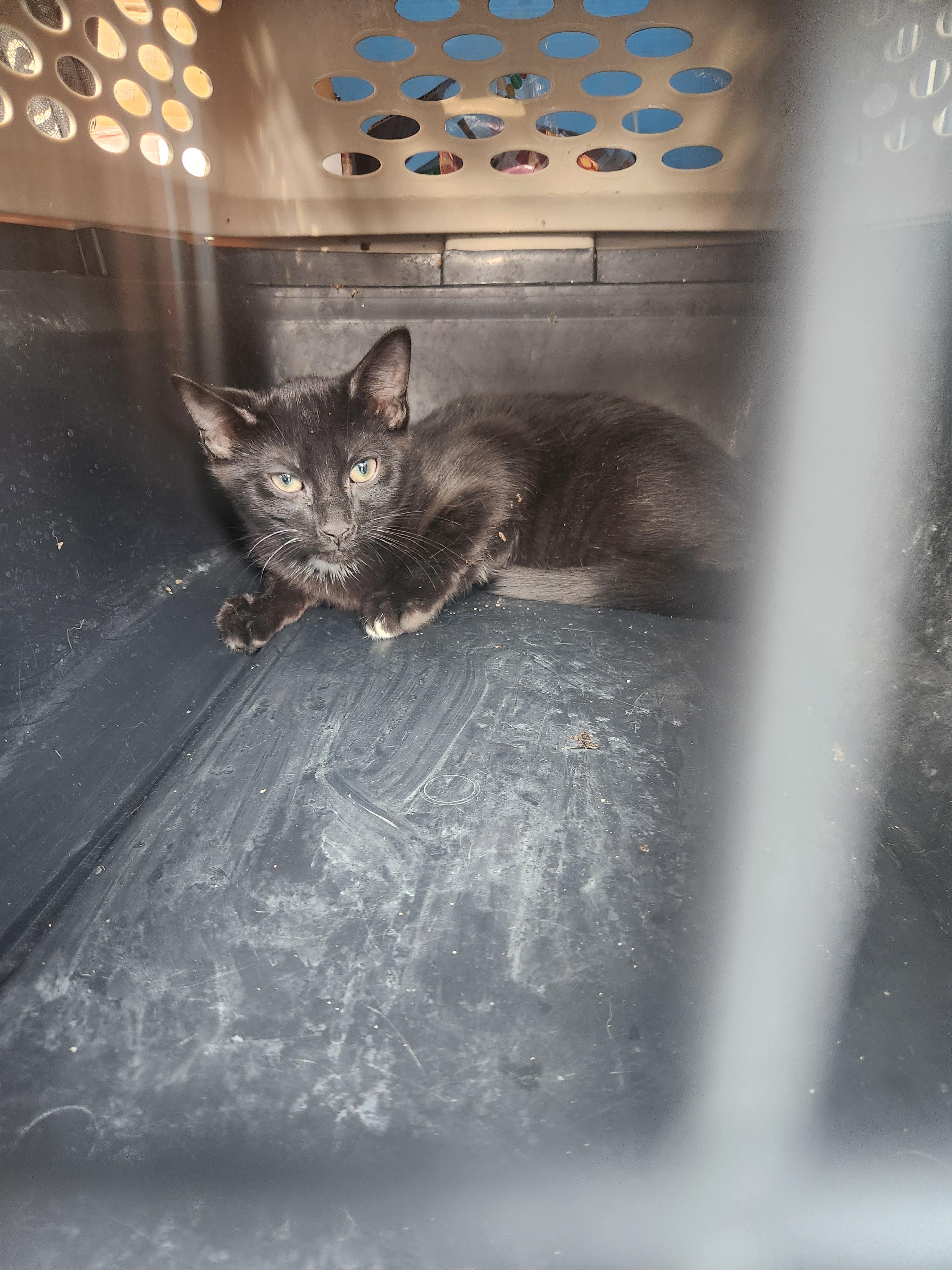 Enlarge Incoming kittens, a ADOPTABLE Domestic Short Hair in Wantage, NJ image 3/3