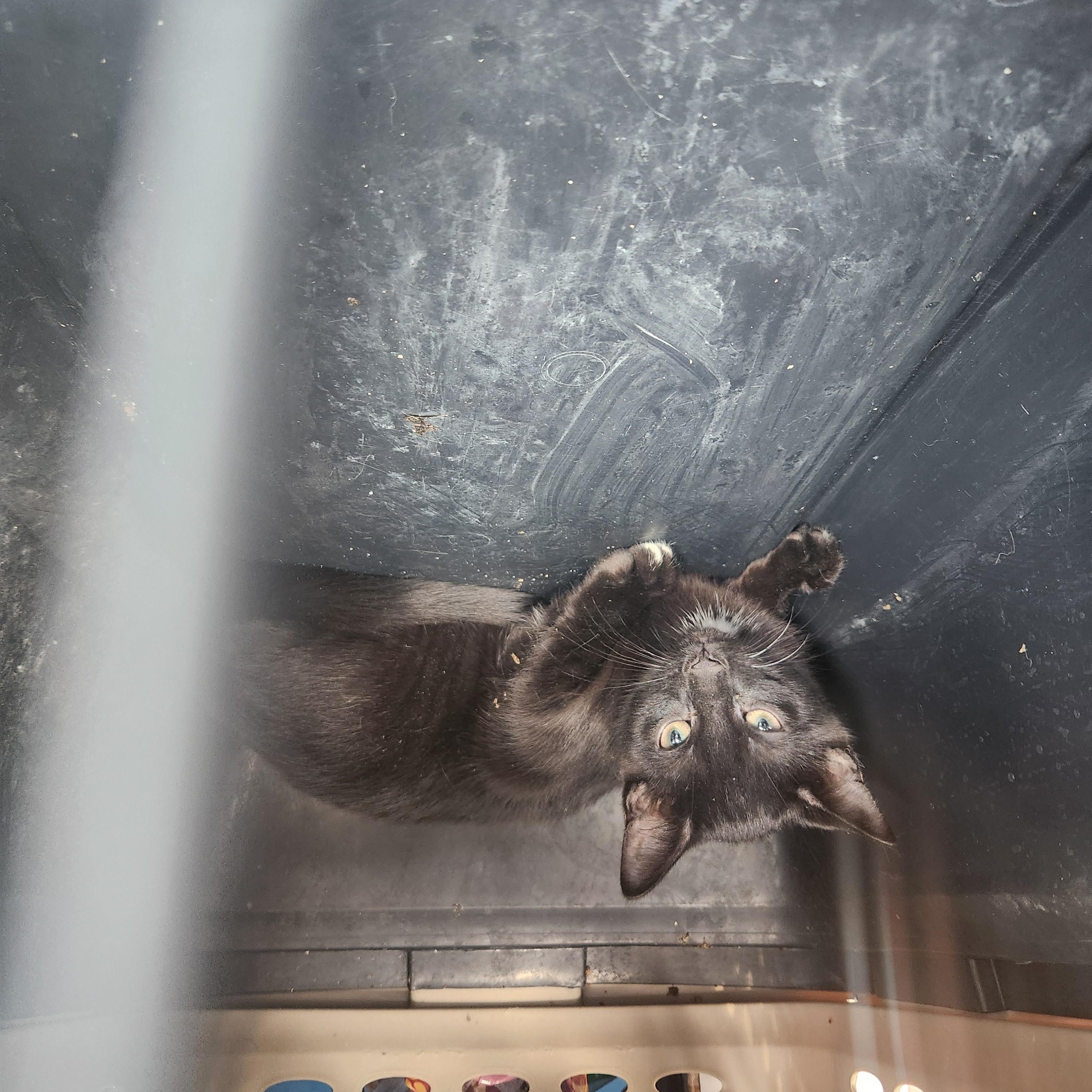 Incoming kittens, a ADOPTABLE Domestic Short Hair in Wantage, NJ image 2/5