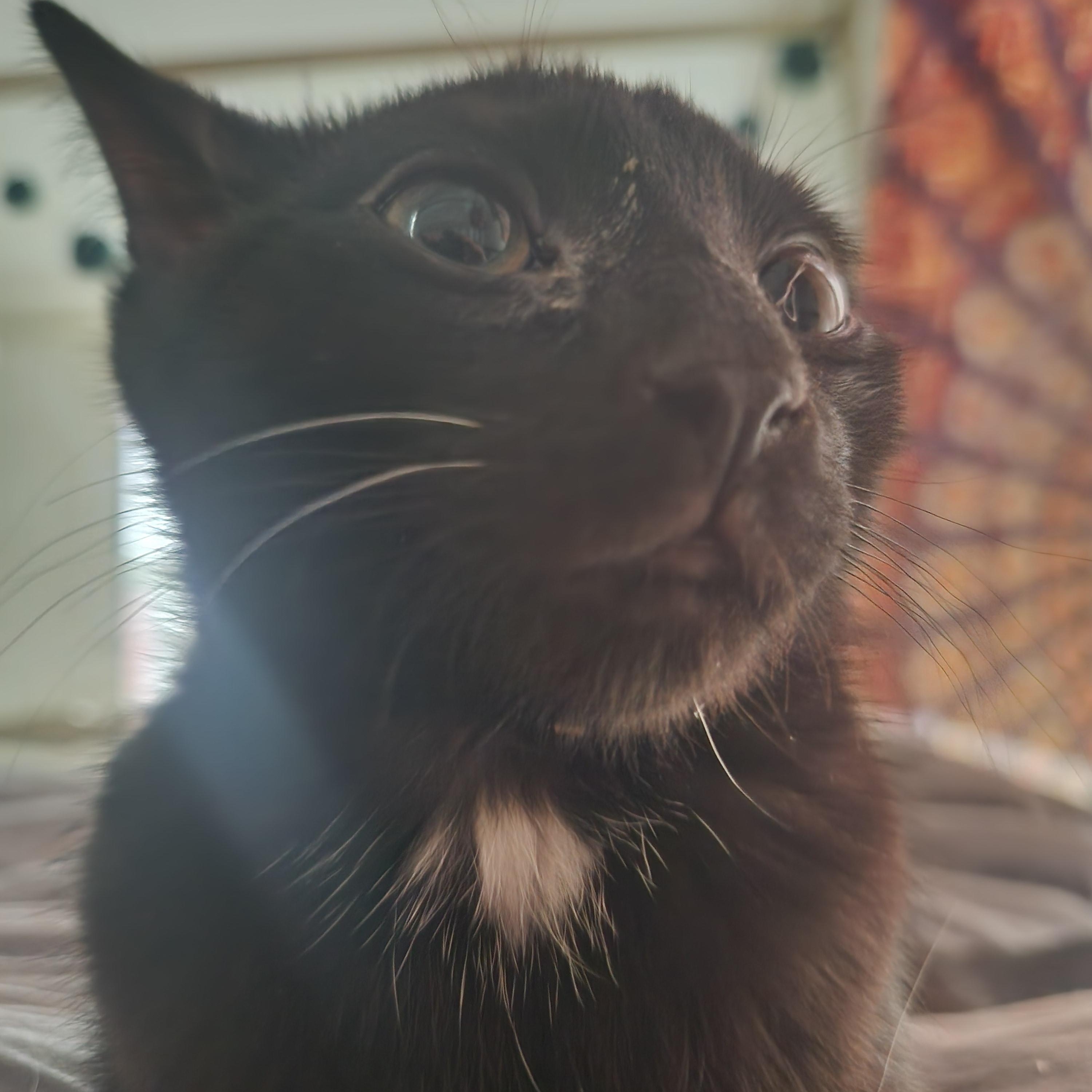 Incoming kittens, a ADOPTABLE Domestic Short Hair in Wantage, NJ image 3/5