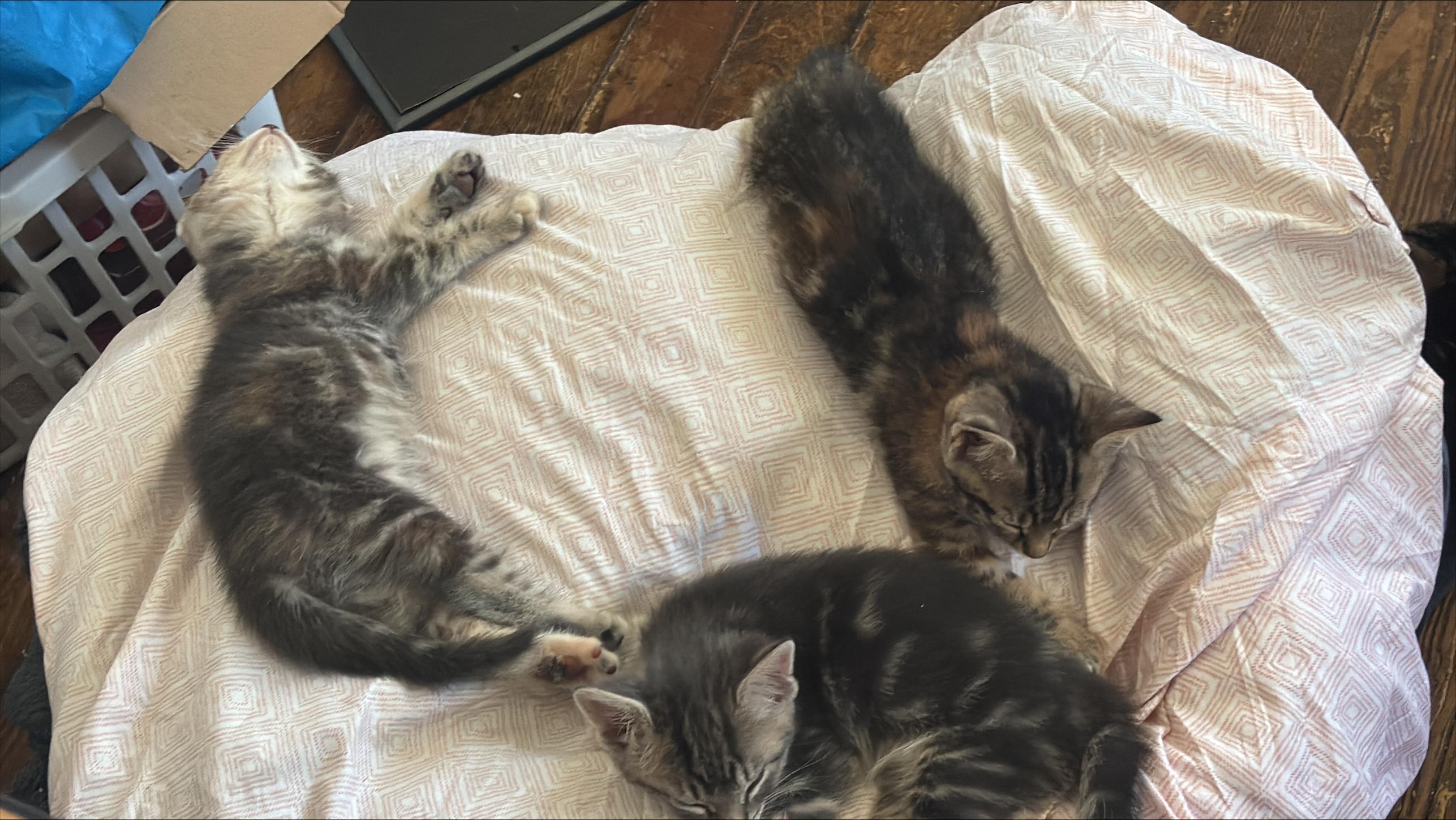 Incoming kittens, ADOPTABLE, Kitten Female Domestic Short Hair.