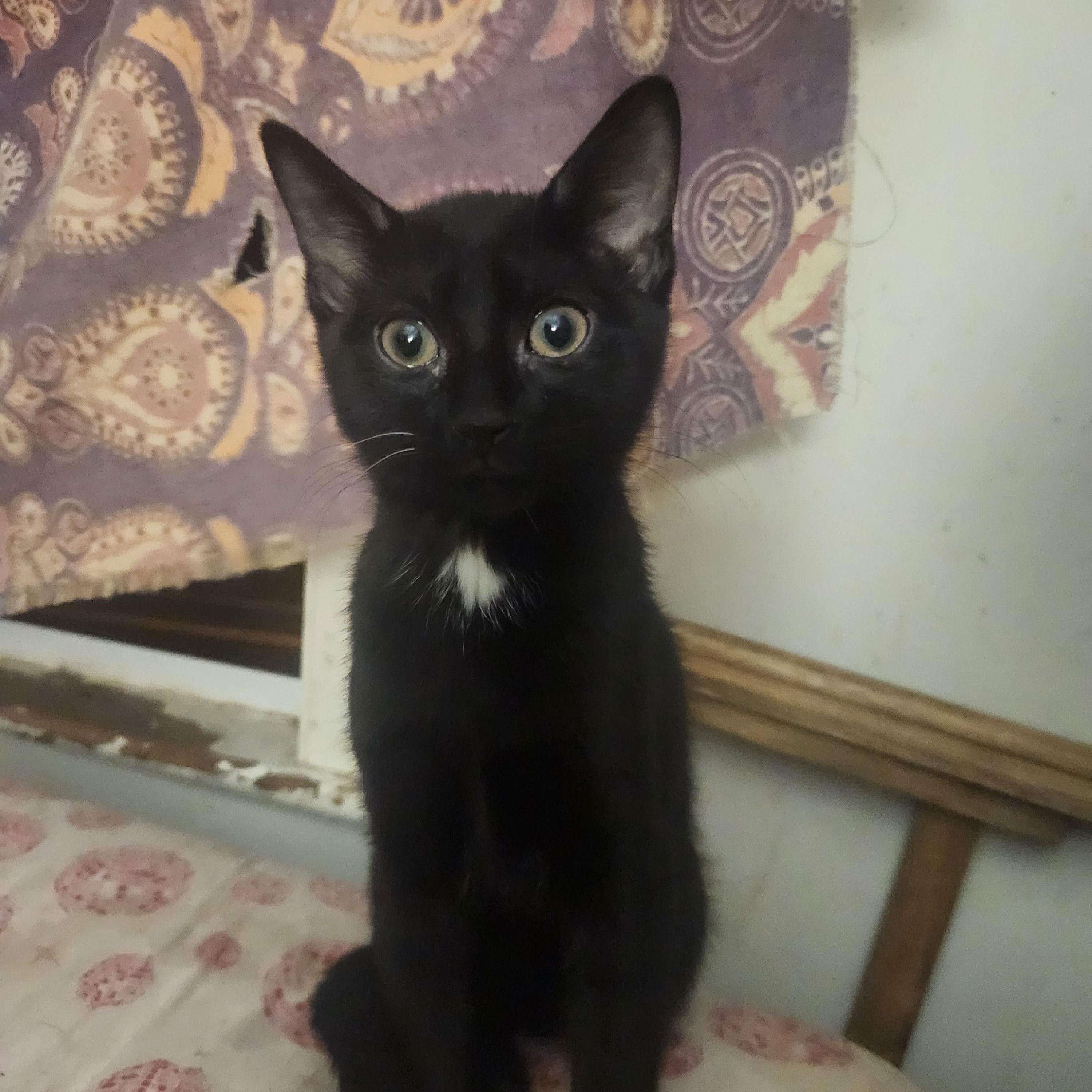 Incoming kittens, a ADOPTABLE Domestic Short Hair in Wantage, NJ image 1/5