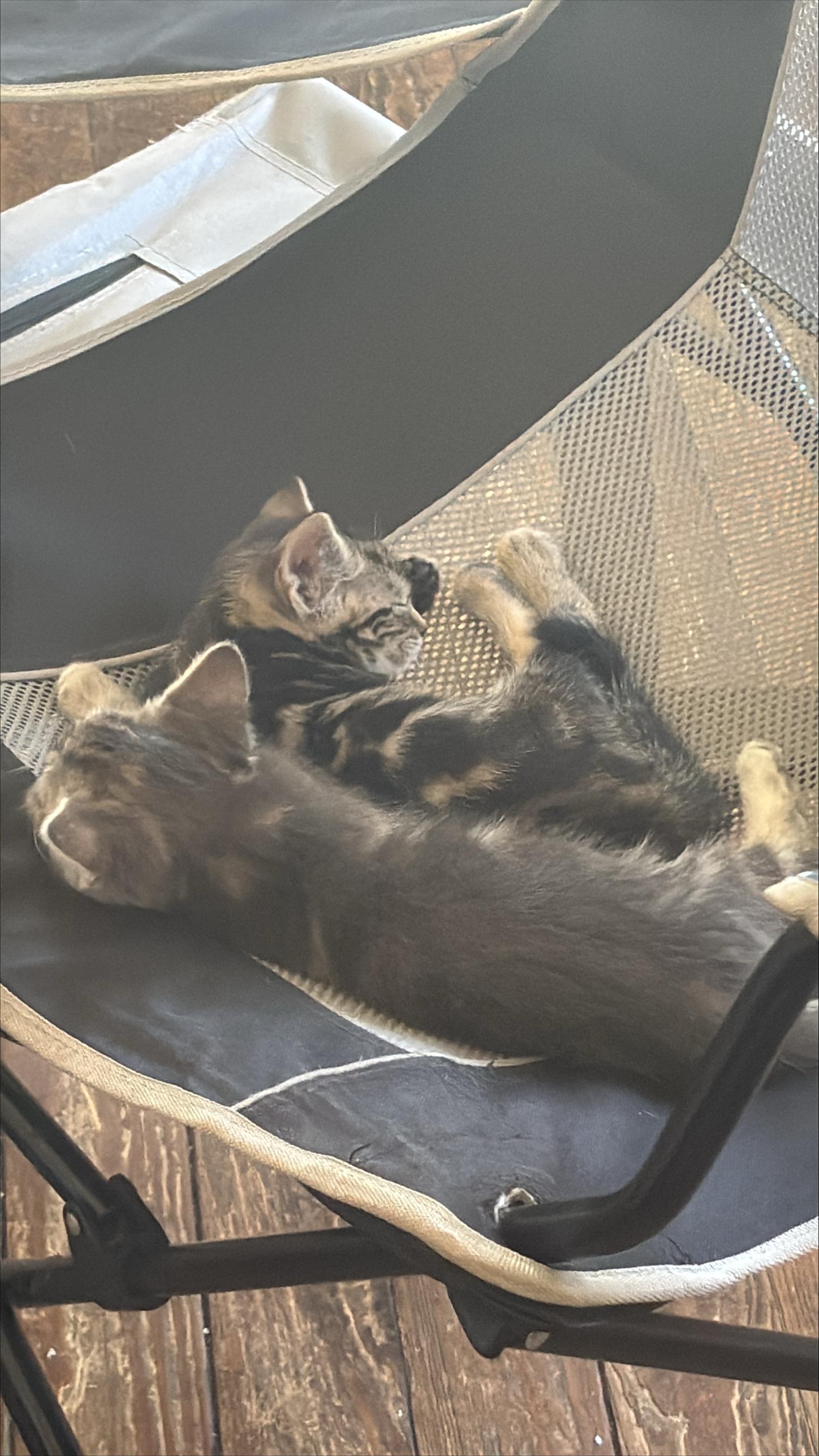 Enlarge Incoming kittens, a ADOPTABLE Domestic Short Hair in Wantage, NJ image 2/3