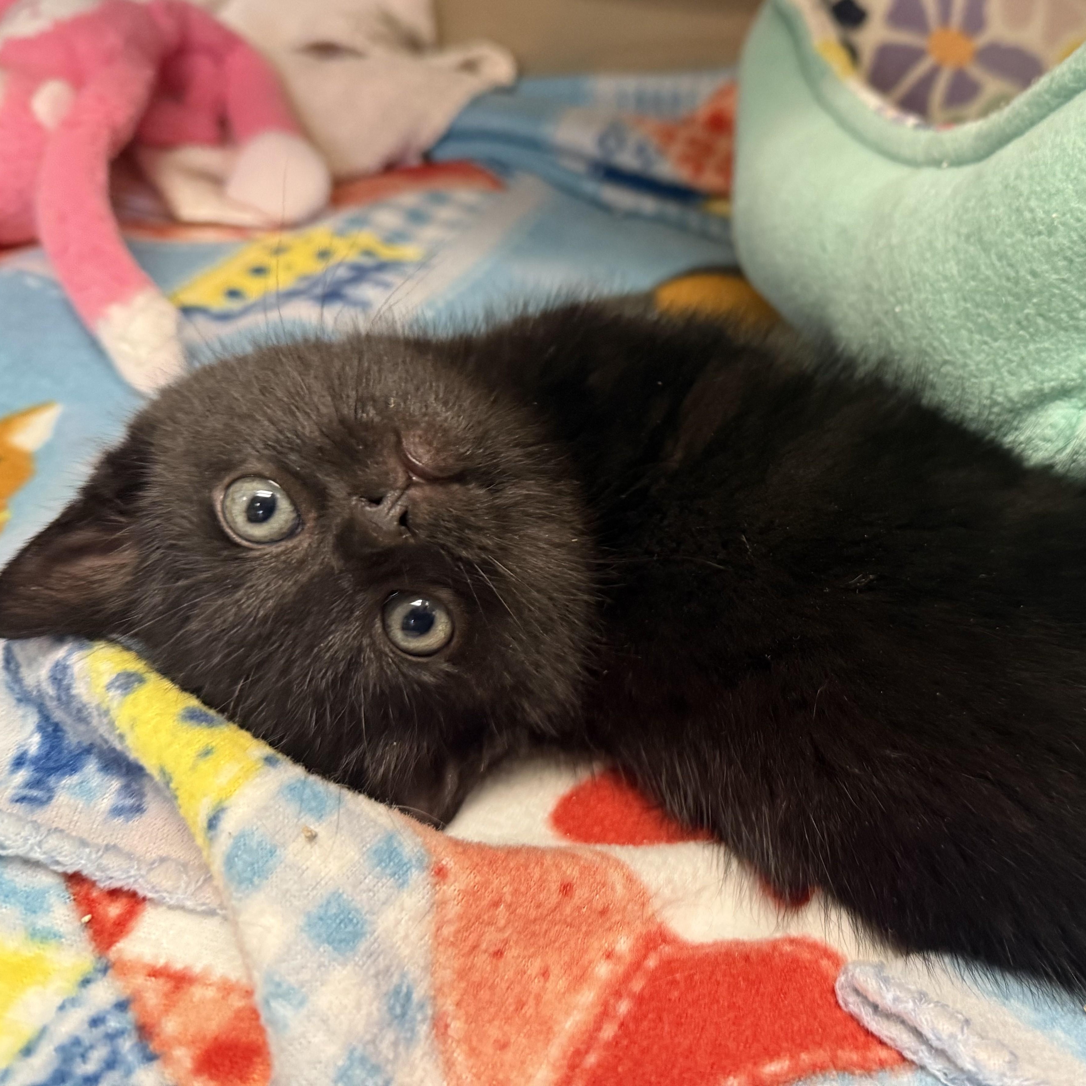 Enlarge COCO, a ADOPTABLE Domestic Medium Hair in La Crescent, MN image 2/5