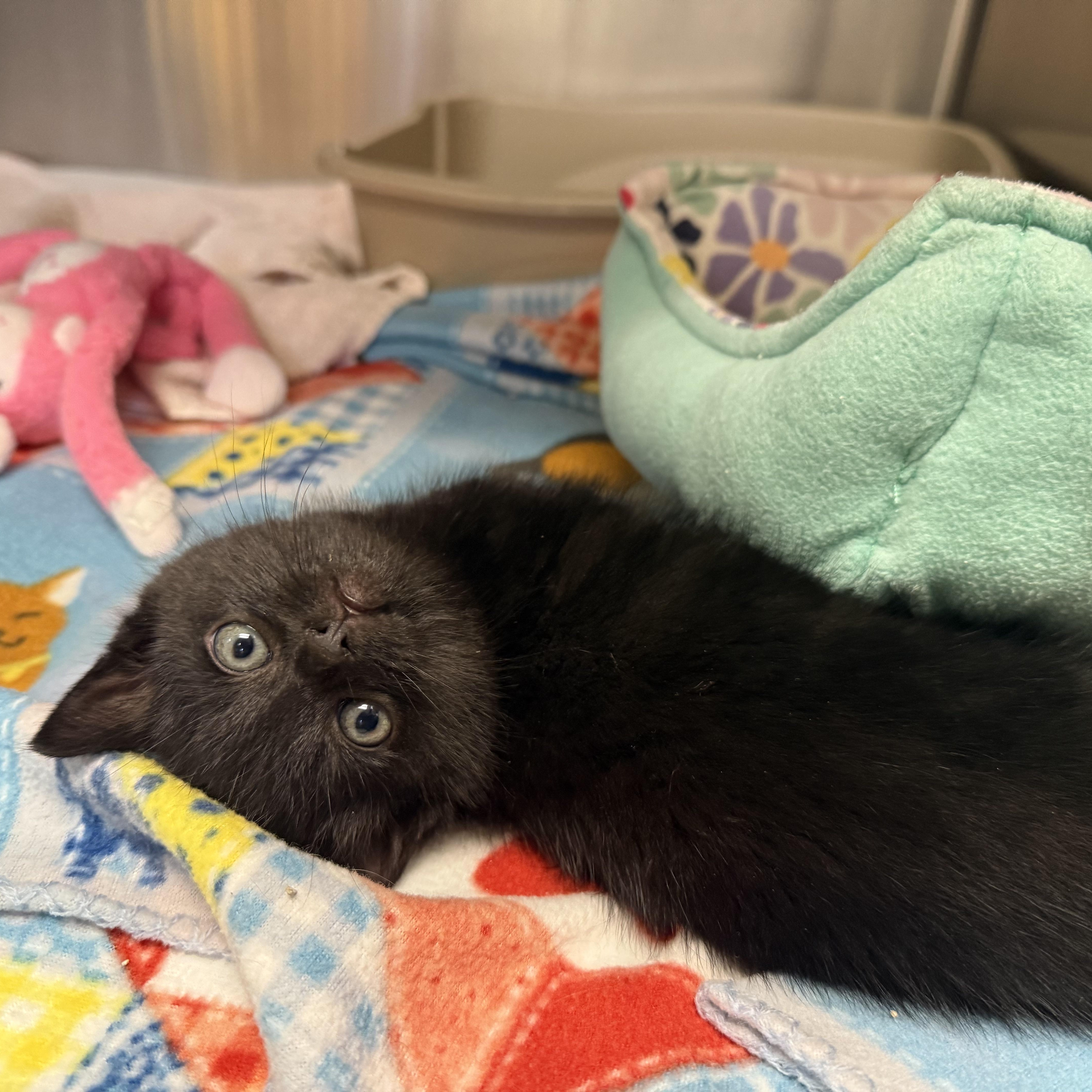 Enlarge COCO, a ADOPTABLE Domestic Medium Hair in La Crescent, MN image 3/5