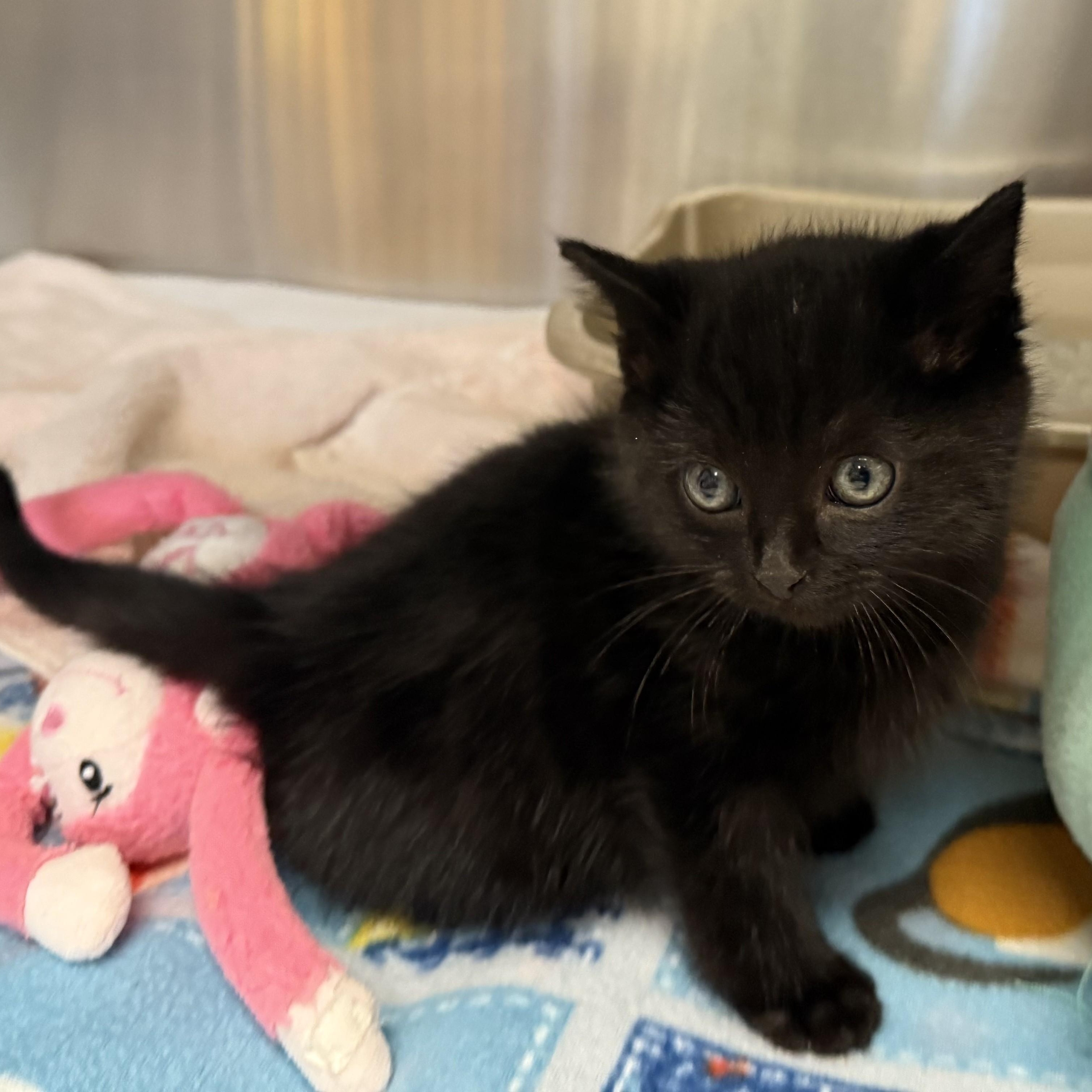 Enlarge COCO, a ADOPTABLE Domestic Medium Hair in La Crescent, MN image 1/5