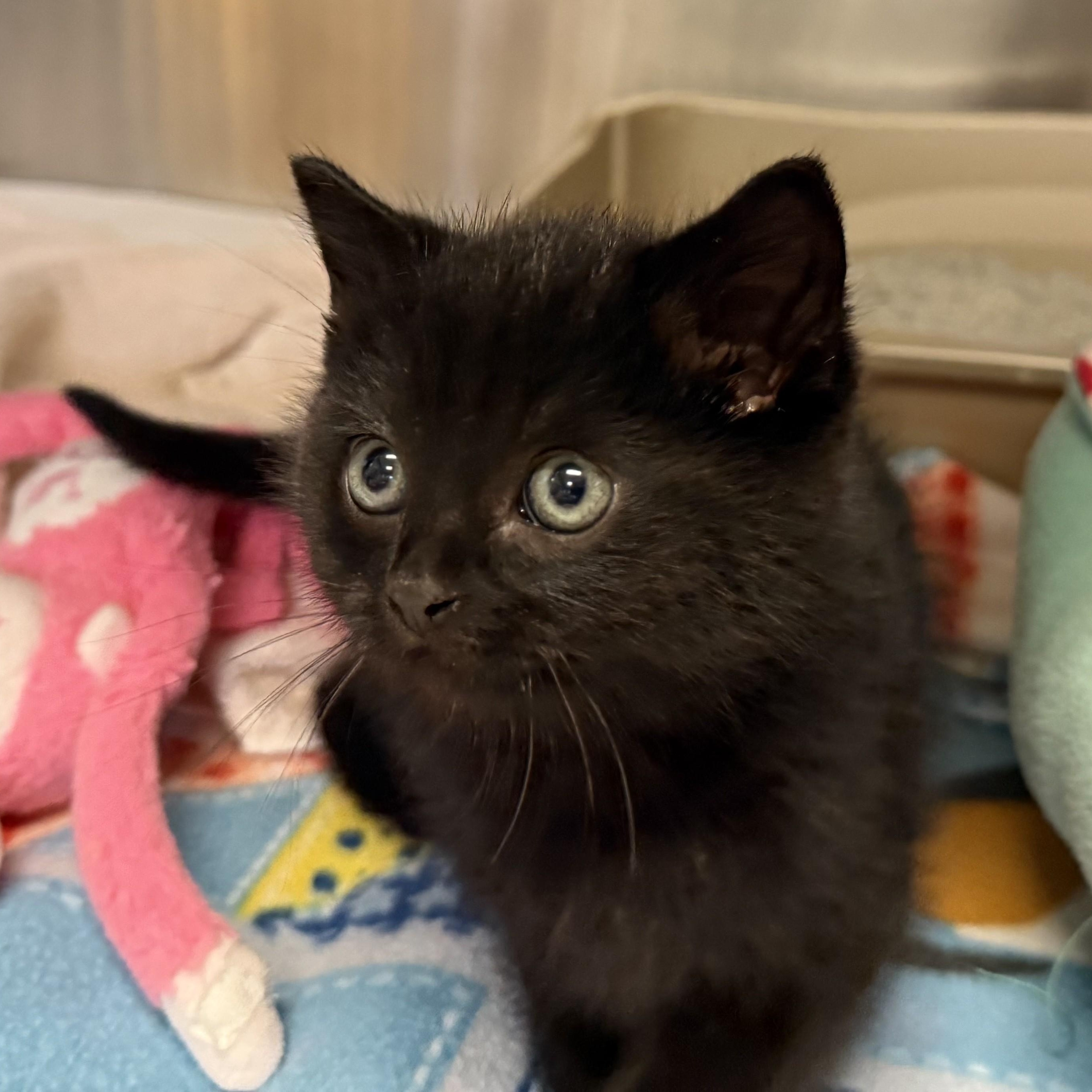 Enlarge COCO, a ADOPTABLE Domestic Medium Hair in La Crescent, MN image 4/5