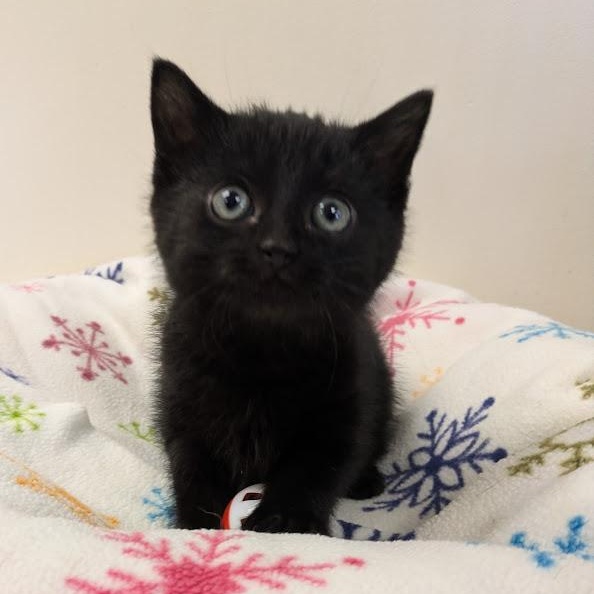 Enlarge COCO, a ADOPTABLE Domestic Medium Hair in La Crescent, MN image 5/5