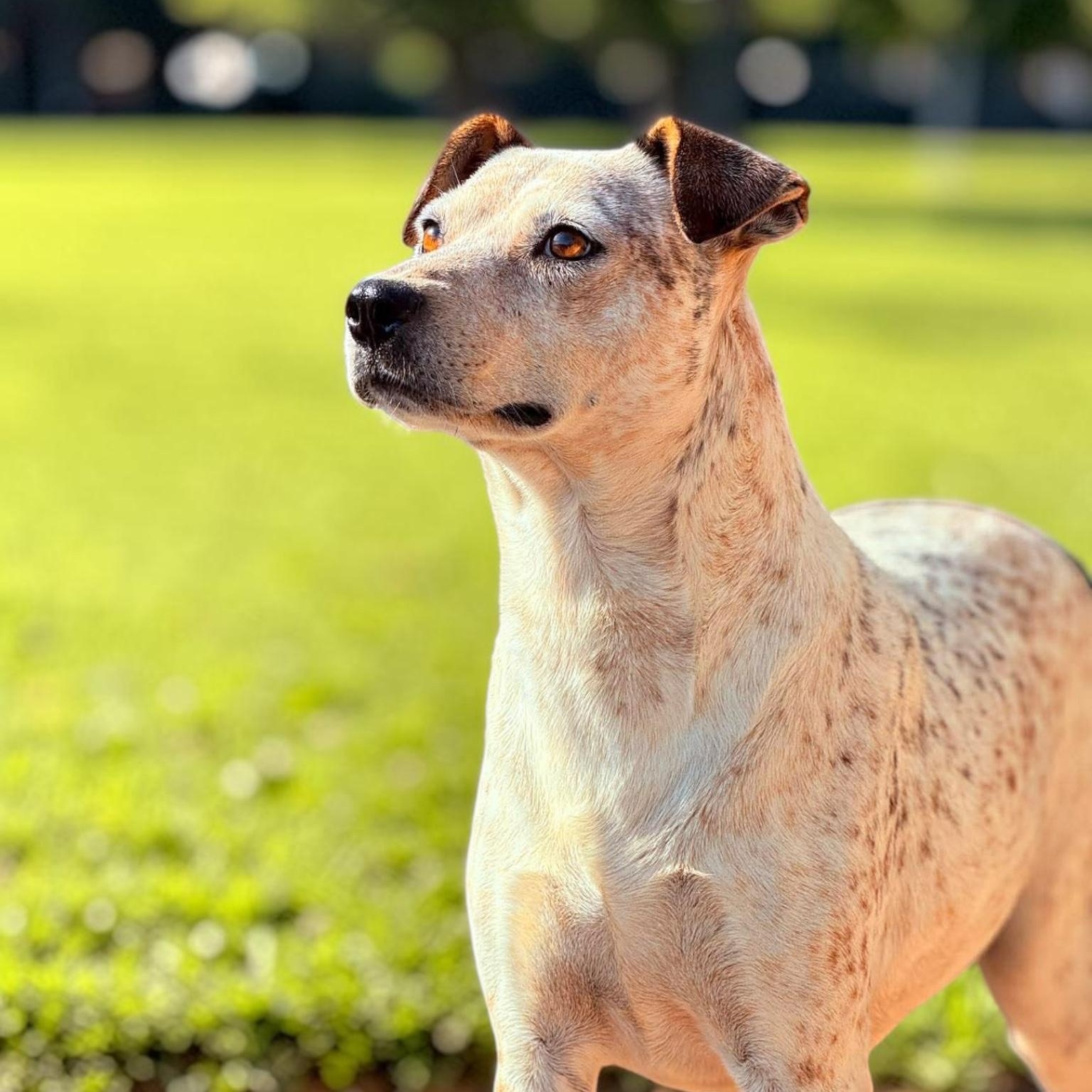 Mili, a ADOPTABLE mixed breed in Incline Village, NV image 2/2