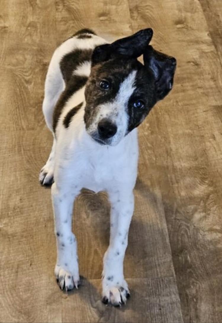 Avery, Adopted, Adult Female Rat Terrier.
