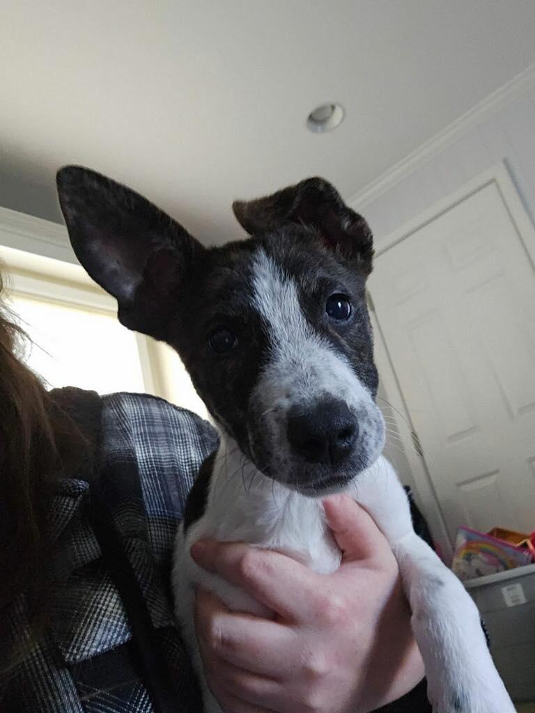 Enlarge Avery, a Adopted Rat Terrier in Poplar Bluff, MO image 2/2