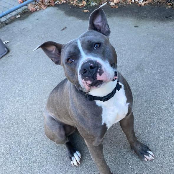 Baymax, an adoptable Pit Bull Terrier in Little Falls, MN, 56345 | Photo Image 1