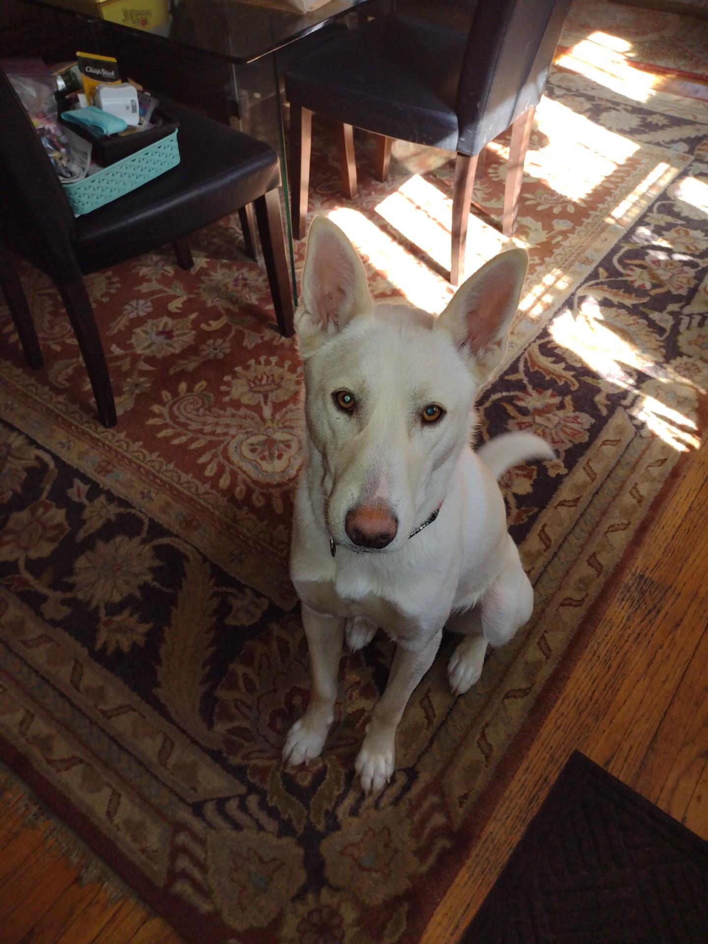 Dobby-I24074, a Adoptable White German Shepherd in Anoka, MN image 3/5