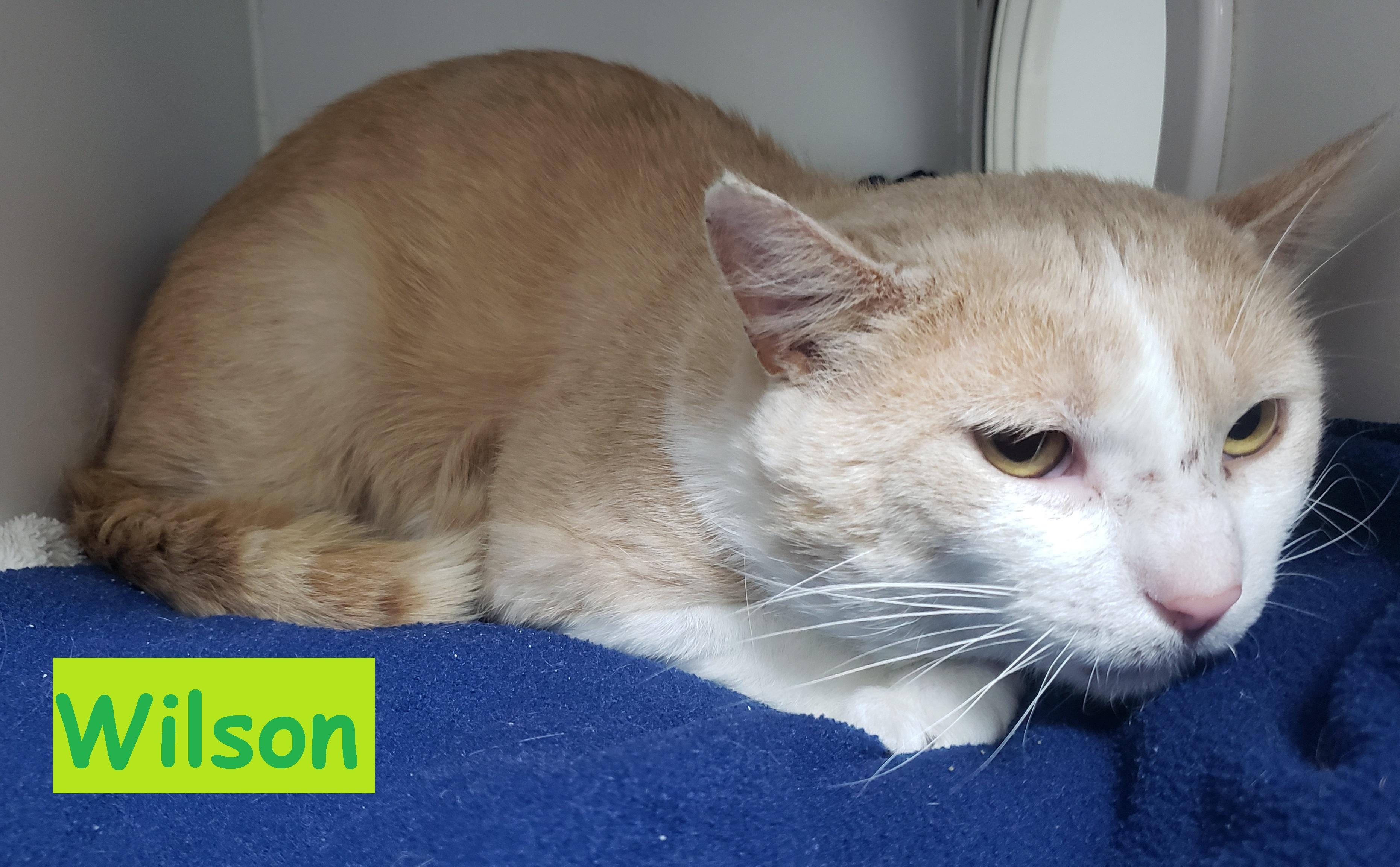 Wilson, Adopted, Adult Male Tabby.