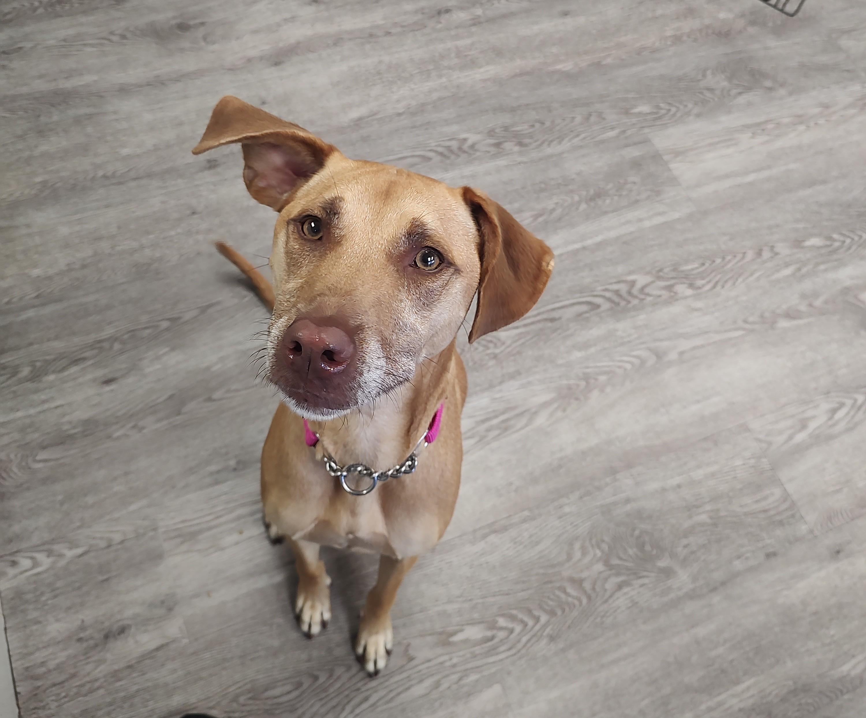Christa, adopted, Young Female Vizsla.