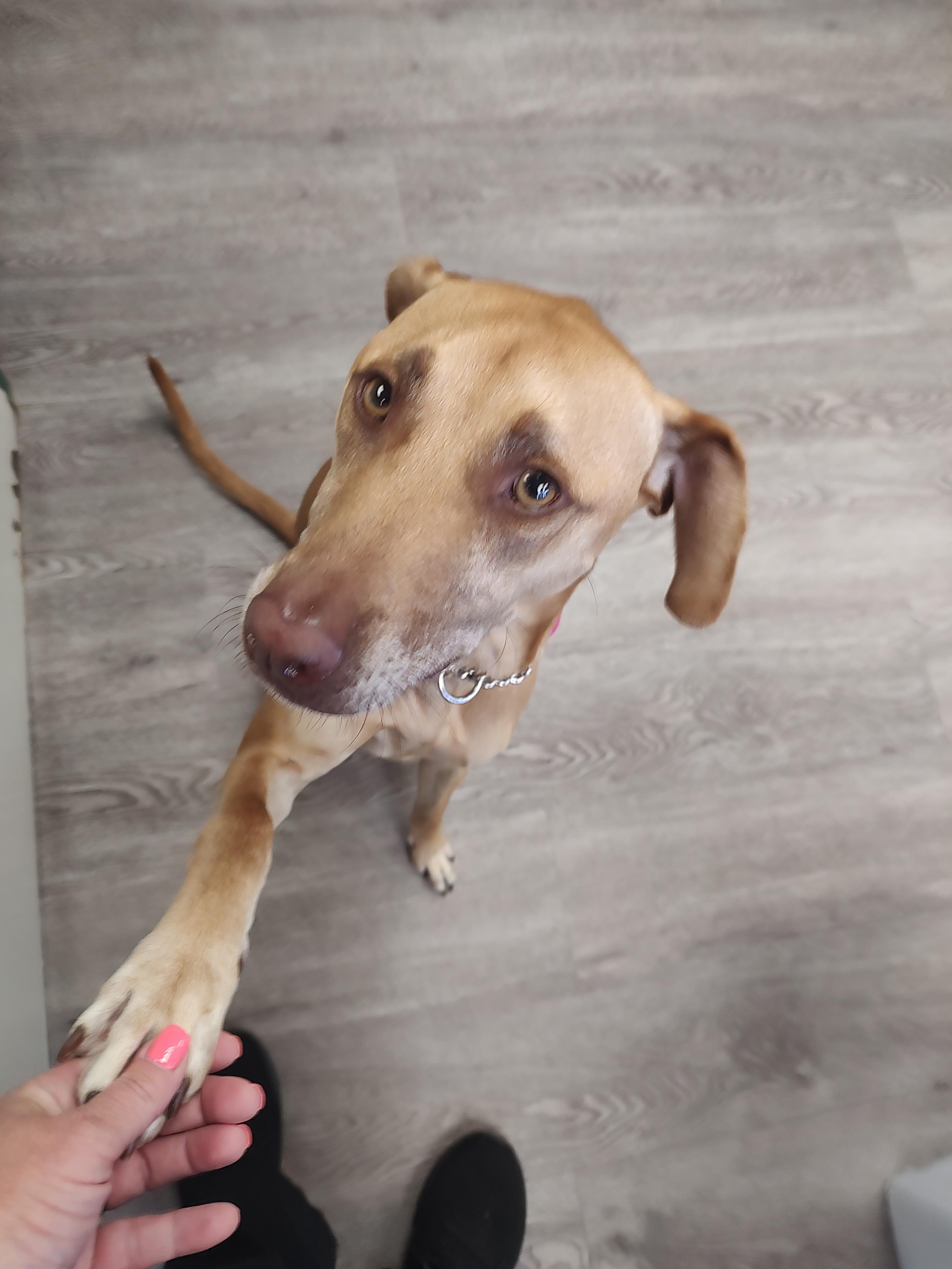 Christa, an adopted mixed breed in Newburgh, NY image 2/2