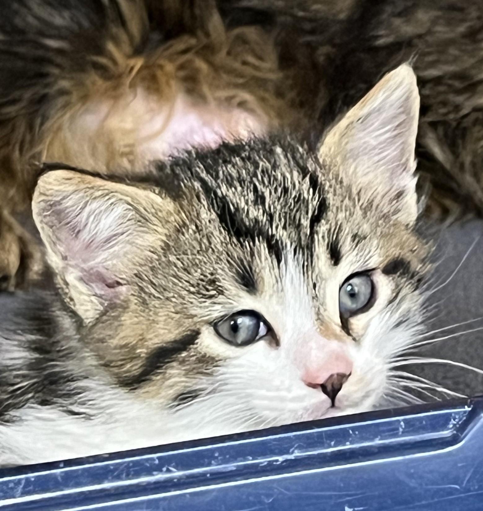 Russell, Adopted, Adult Male Domestic Medium Hair.