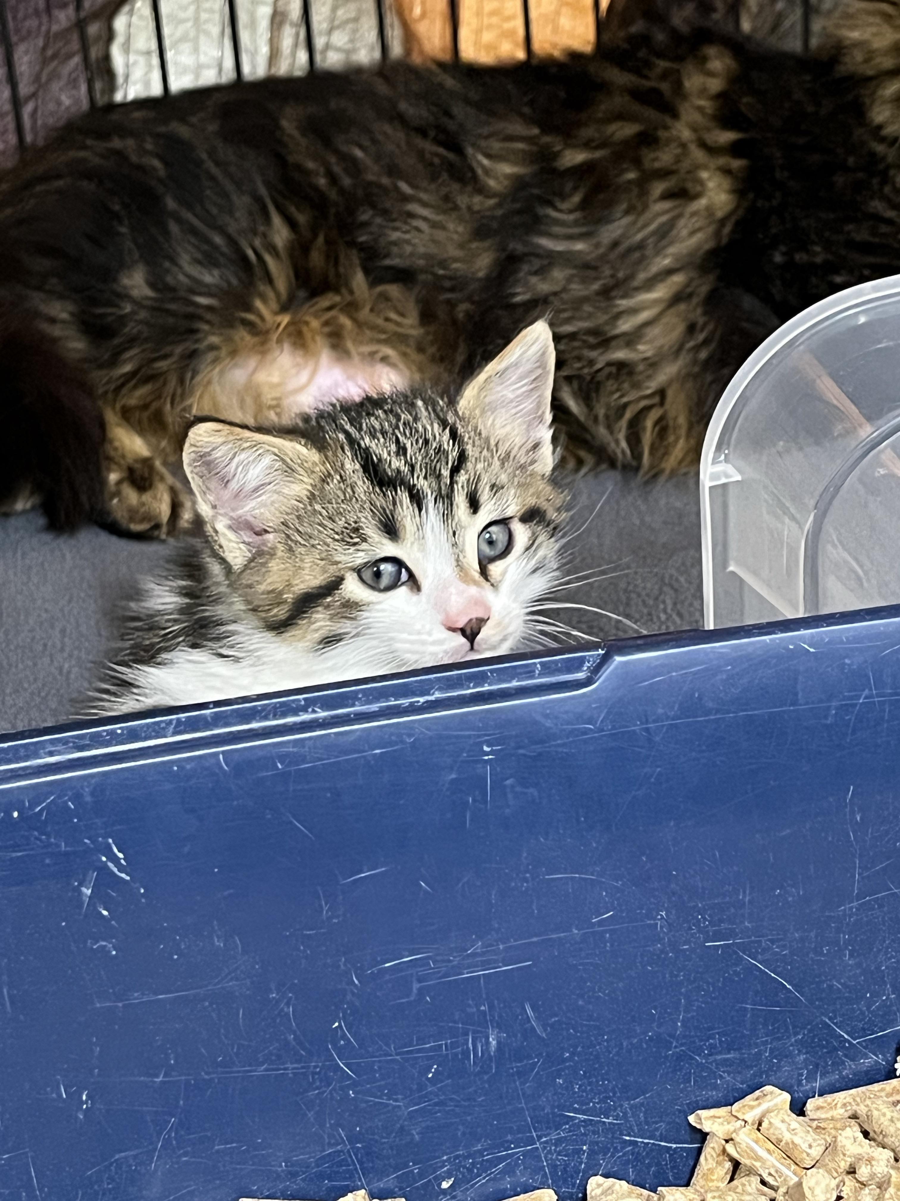 Russell, a Adopted Domestic Medium Hair in Brighton, MI image 2/4